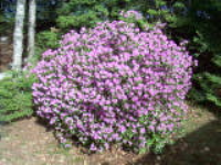 100_6711.jpg